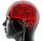 tekening van een doorzichtig hoofd waarin de hersenen rood gekleurd zijn